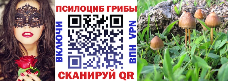 Купить закладки  Белая Холуница  Псилоцибиновые грибы Psilocybe 